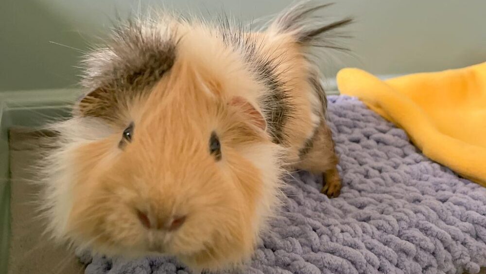 Fostering empathy through animal interactions in the classroom.