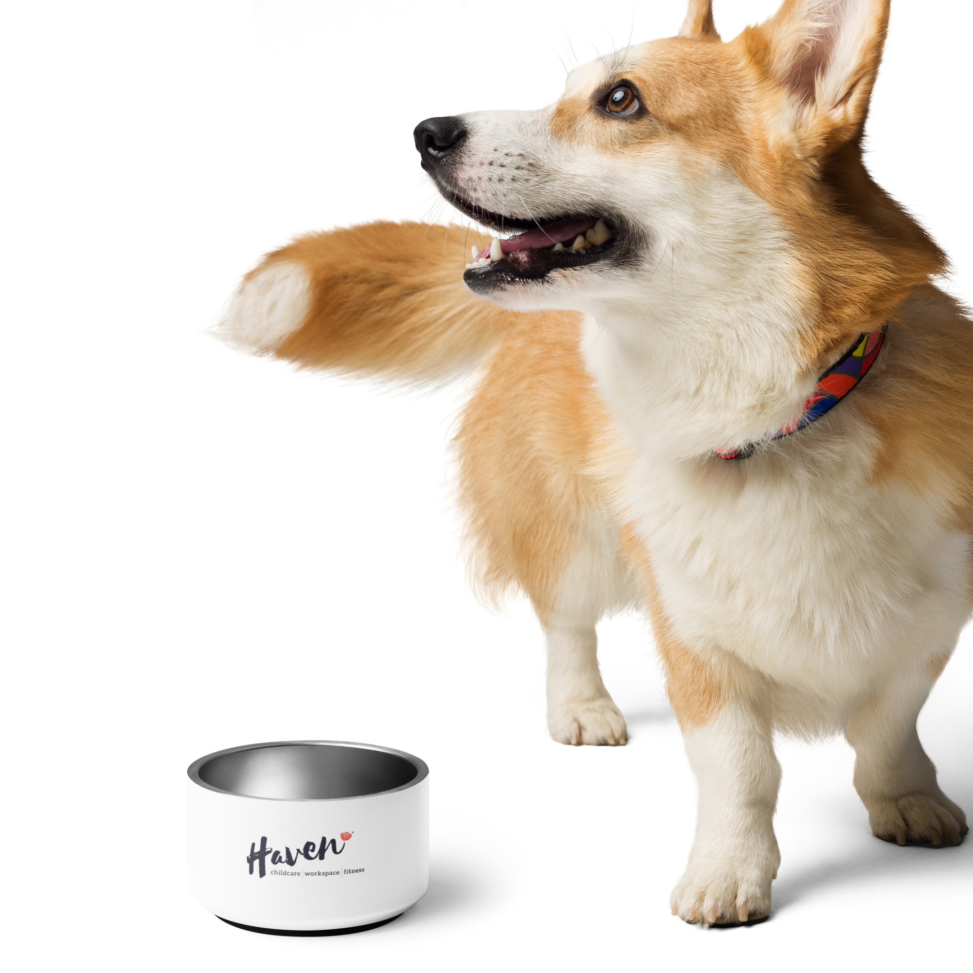 Pet bowl 5 Pet bowl